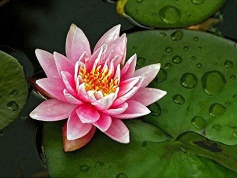 lotos oasis massage, massage spa in Broken Arrow, OK